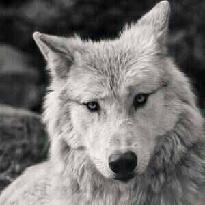 Meet your Posher, Cat